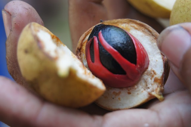 The fruit, the mace and the nutmeg