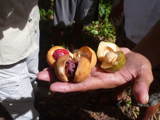 Nutmeg Belanda 1
