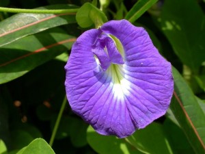 Clitoria_MS4124 - CopyResize