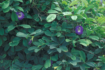Clitoria_ternatea_vine