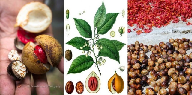 all Nutmeg components