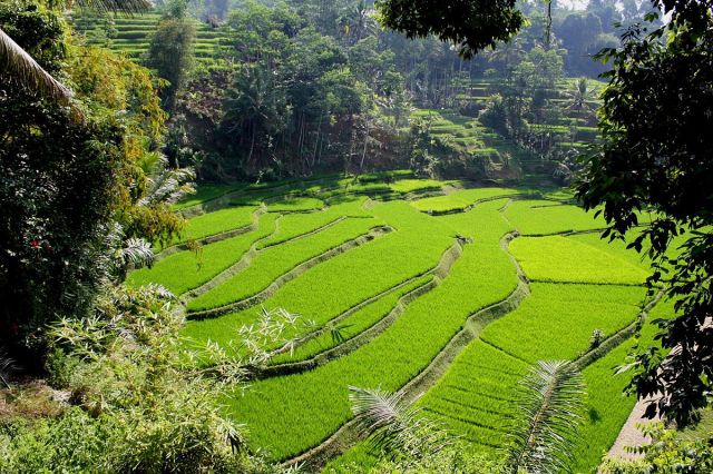 West Java rice terraces