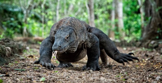 Komodo Dragon