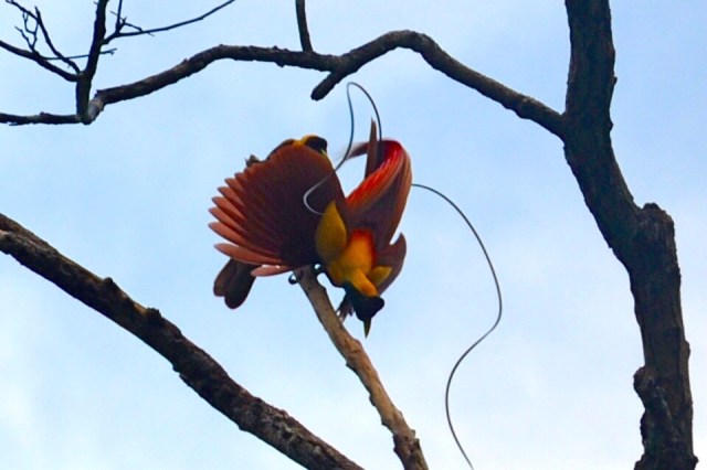 two_red_bird_of_paradise_in_raja_ampat