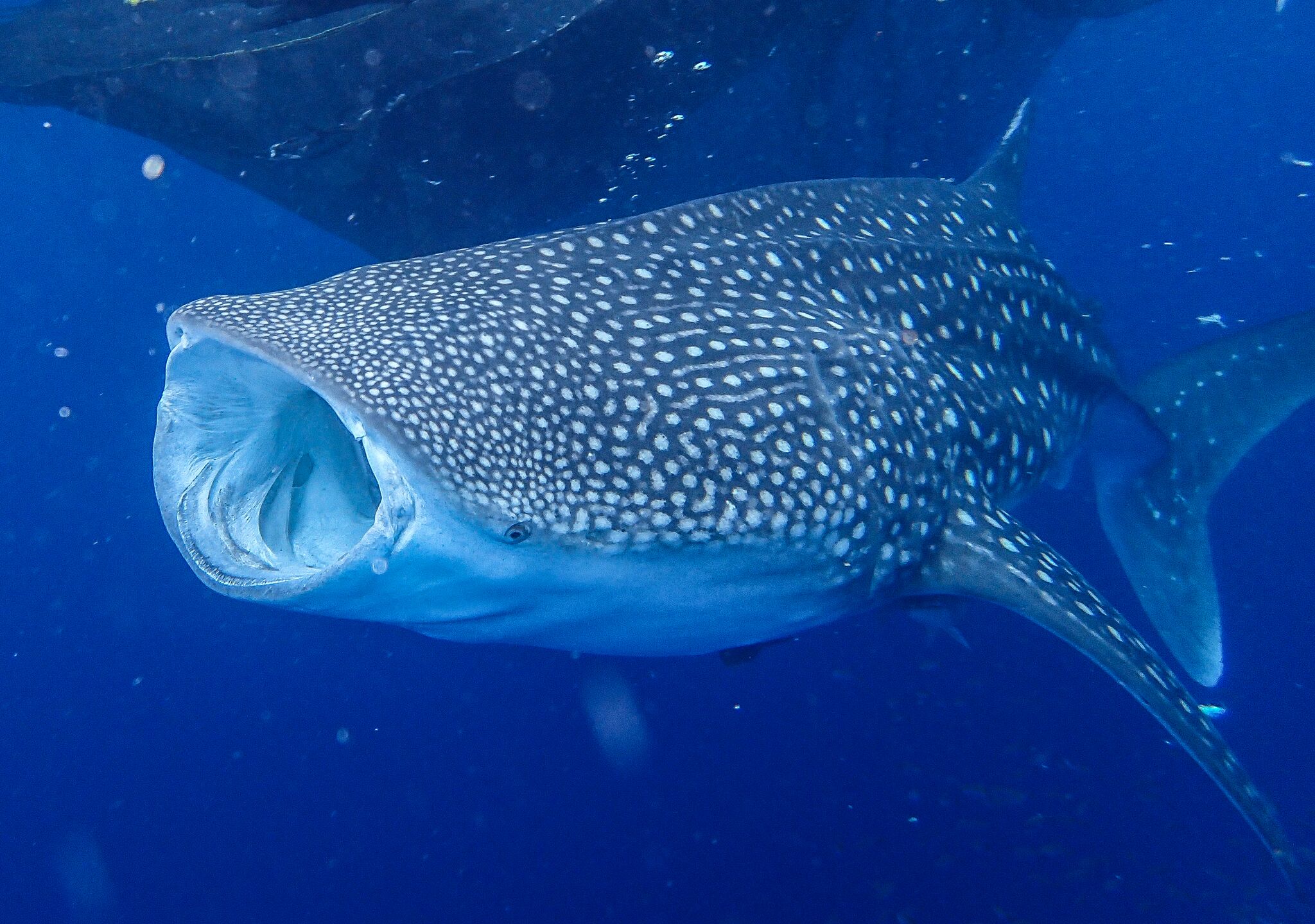 WS1