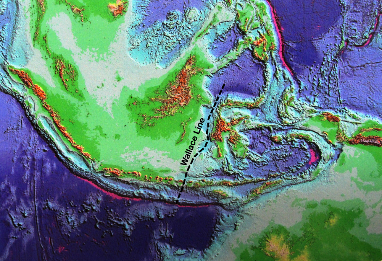 Wallace Line 3